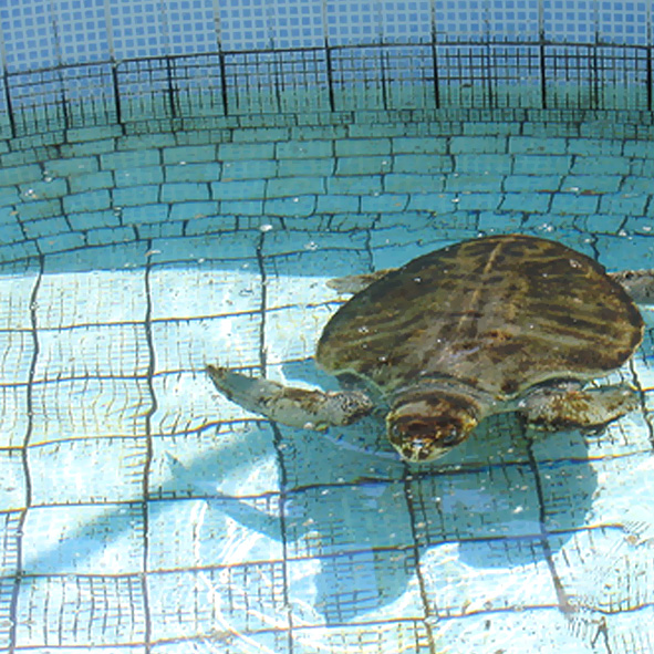 Tortugario Centro de Desarrollo Productivo y Campamento Recreativo de Cuyutlan
